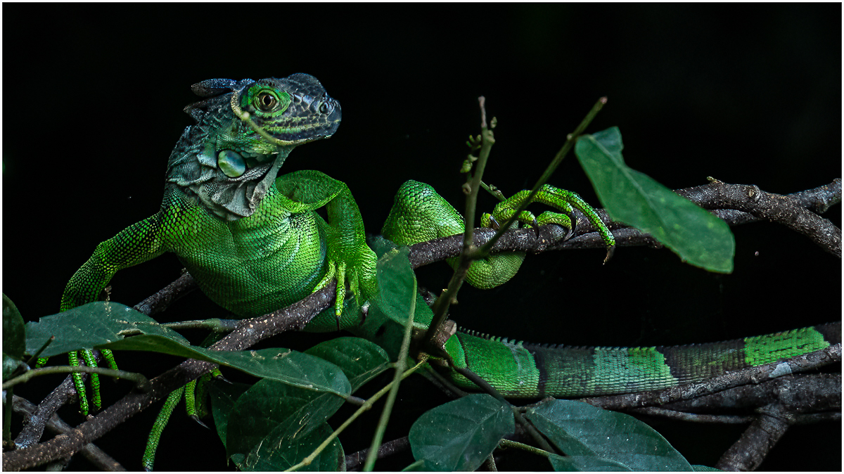 Litwin Barry Just Looking Arouond Nature   Zoological   Class A 20251022